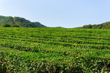 Fototapeta na wymiar Tea leaves, tea is tradition drink in asia, fresh background, selective focus. Copy space