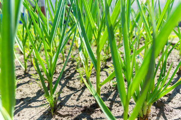 Obraz premium Green garlic in the garden in the countryside in summer in dry sunny weather