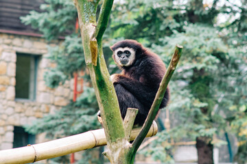 Black White-handed Gibbon perched on a tree branch