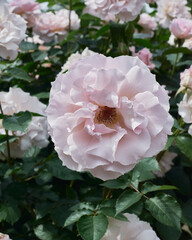 pink roses in the garden