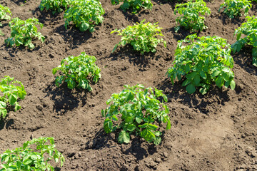 Harvesting organic vegetables potato. Agriculture and farming. Selective focus.