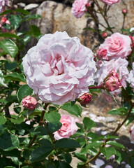 pink roses in the garden