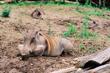 Fototapeta premium Resting warthog in the zoo