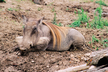 Resting warthog in the zoo