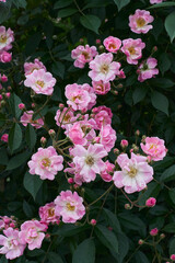 pink roses in the garden
