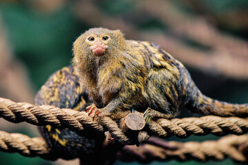 Western pygmy marmoset (Cebuella pygmaea). The smallest monkey in the zoo