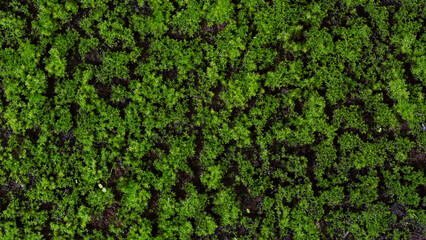 Top view sphagnum moss or peat moss on natural light. - obrazy, fototapety, plakaty