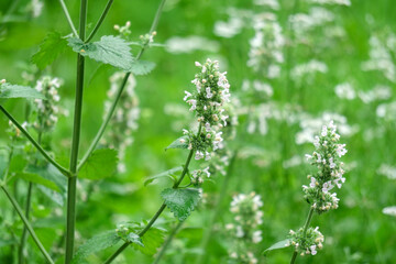 Mint blossom, the concept of growing medicinal plants, green leaves on annual plants in a herb garden. Selective focus © Алексей Филатов