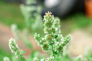 Small white flowers melissa mint officinalis in the garden on a green background. Selective focus