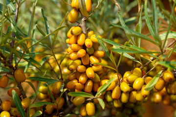 Sea buckthorn growing on a tree close up Hippophae rhamnoides. Medical planet. Selective focus