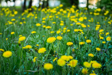 Field of yellow dandelions, dandelions in the grass, selective focus