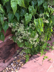 Mikania or Mikania scandens or Jamaican guaco mikania or Mikania cordifolia or Climbing hempvine or...