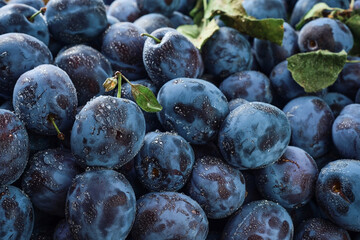 Prunes with several leaves in water drops close-up. Selective focus, shallow depth of field.Photo of food ripe fruit plum harvesting prunes in autumn, eco-products from the farm. Fruit product image.