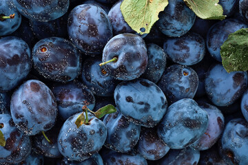 Organic plums with several leaves in water drops top view. Selective focus, shallow depth of field.Photo of food ripe fruit plum harvesting prunes in autumn, eco-products from the farm.