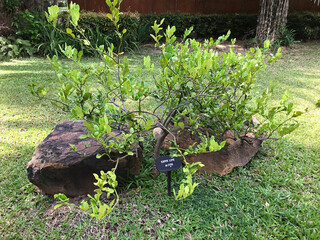 Planting Kaffir lime or Citrus hystrix or Makrut lime in Thailand.
