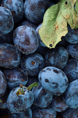 Organic plums with several leaves in water drops, vertical frame, top view. Photo of food ripe fruit plum harvesting prunes in autumn, eco-products Selective focus, shallow depth of field.