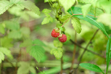 Organic raspberry. New harvest in summer on a raspberry bush. Delicious juicy red raspberries