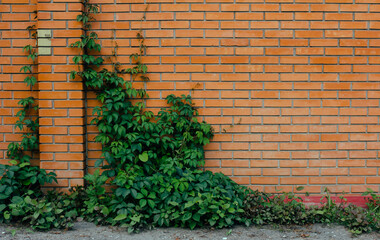 Brick wall texture entwined with plant, wall with ivy, wild grapes on brickwork