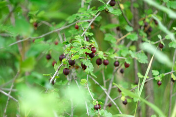 Close-up of organic gooseberry berries hanging on a branch under the leaves. Selective focus