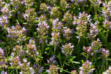 Obraz premium Fresh, blooming pink thyme in green grass. Wild Thymus serpyllum plants in field. Breckland wild thyme purple flowers in summer meadow