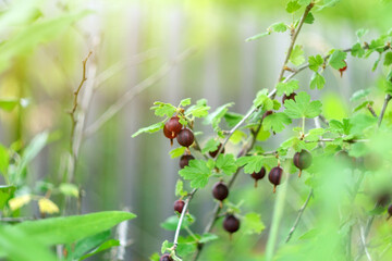 Gooseberry on a branch of a gooseberry Bush in the garden. Selective focus. Harvest berries in horticulture. Copy space
