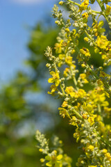 Obraz premium Mullein Verbascum in a natural environment of growth. Plant is highly valued in herbal medicine, it is used in the form of infusions, decoctions, ointments, oils