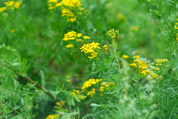 Yellow flowers of common tansy, Tanacetum vulgare. Plant of Tansy Tanacetum vulgare, Common Tansy. Selective focus
