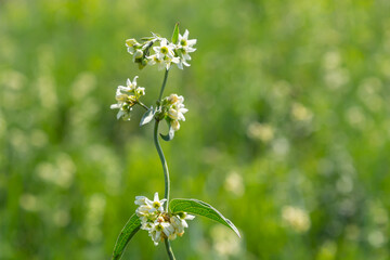 Vincetoxicum hirundinaria subsp. hirundinaria, white swallow-wort. Wild plant shot in summer