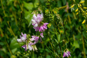 Close up, macro. Crownvetch or Securigera varia Coronilla varia or purple crown vetch. Flowering...