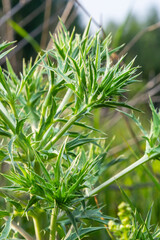 Obraz premium field eryngo or eryngium campestre. Cardo corredor. Plant member of the Apiaceae family.