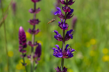 Close up Salvia nemorosa herbal plant with violet flowers in a meadow