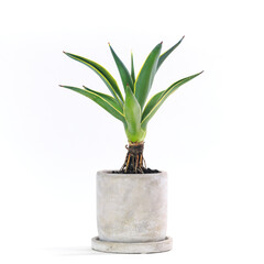 多肉植物、アガベ・ベネズエラの鉢植え【白背景】