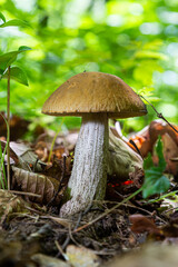 Edible mushroom Leccinum scabrum in the birch forest. Known as birch bolete. Wild mushroom with brown cap growing in the leaves