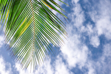 Green palm leaf with blue sky on the Cuba