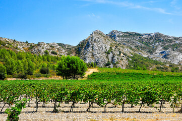 Fototapeta na wymiar front view, medium distance of grape vines and foot hills of the LesAlpilles mountains, of France, in background