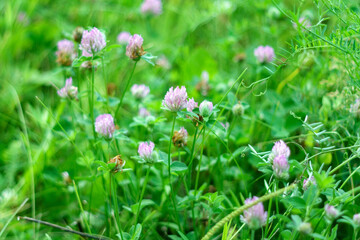 Flowers of pink clover Trifolium repens.The plant is edible, medicinal. Grown as a fodder plant