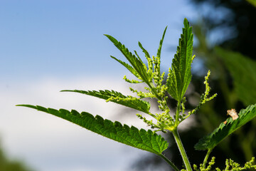 Stinging nettles Urtica dioica in the garden. Green leaves with serrated edges