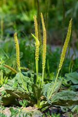 Plantain flowering plant with green leaf. Plantago major leaves and flowers, broadleaf plantain, white man's foot or greater plantain