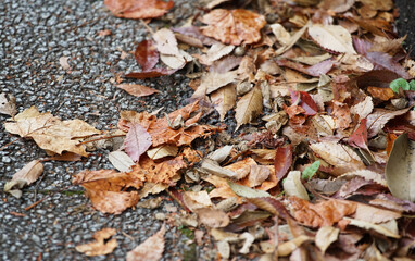 dried leaves on the ground