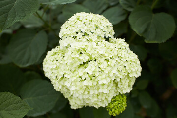 The Hydrangea macrophylla which it bloomed in early summer, and has been got close to in the Japanese culture for a long time.