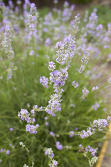 Blooming japanese lavender flowers close-up in the green summer garden.