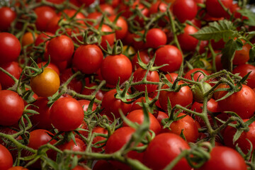 Cherry tomatoes on branches, top view
