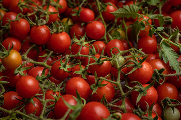 Cherry tomatoes on branches, top view
