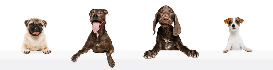 Collage. Studio images of four purebred dogs peeking out table, posing isolated over white background.