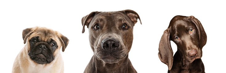 Collage. Beautiful purebred dogs of pug, american pit bull terrier and weimaraner looking at camera isolated over white studio background