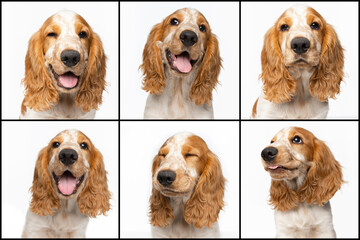 Collage. Cute, playful, smiling Cocker Spaniel dog posing isolated over white studio background. Emotive animal
