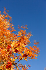 Autumn red and orange rowan trees with blue sky.