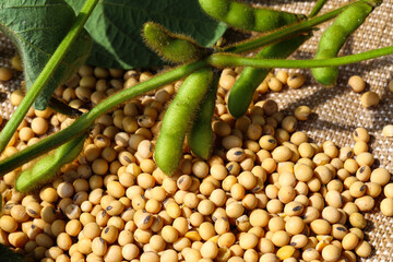 Ripe soybean seeds with unripe soybeans in the pod. Soybeans, close. A stalk with green soybean...