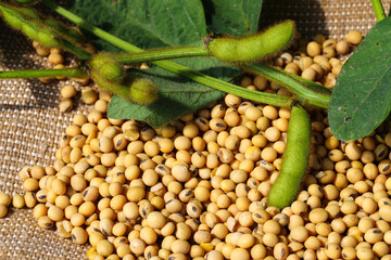 Ripe soybean seeds with unripe soybeans in the pod. Soybeans, close. A stalk with green soybean...
