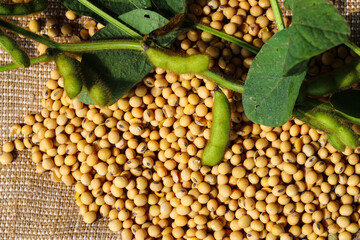 Ripe soybean seeds with unripe soybeans in the pod. Soybeans, close. A stalk with green soybean...